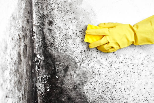 Best Office Mold Removal Services  in Woodbine, GA