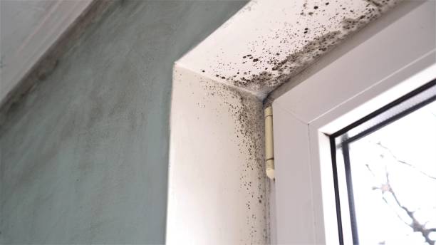 Best Mold Damage Repair  in Woodbine, GA