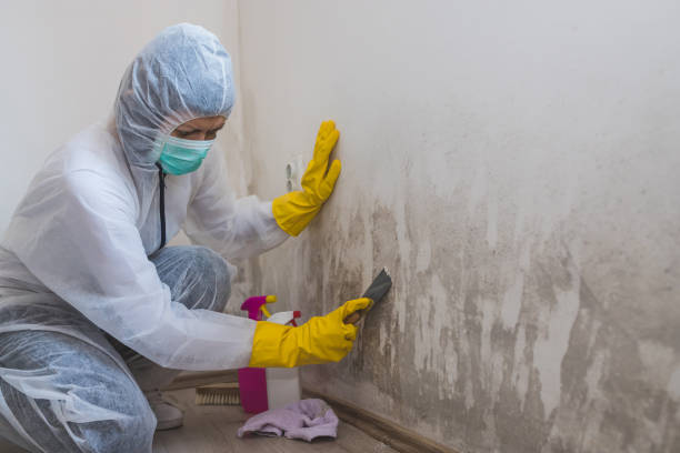 Best Local Mold Removal Service  in Woodbine, GA