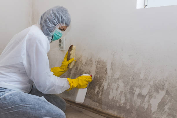 Crawl Space Mold Removal in Woodbine, GA