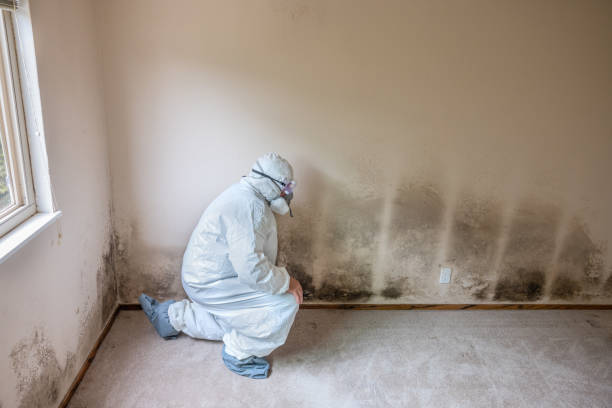 Best Crawl Space Mold Removal  in Woodbine, GA