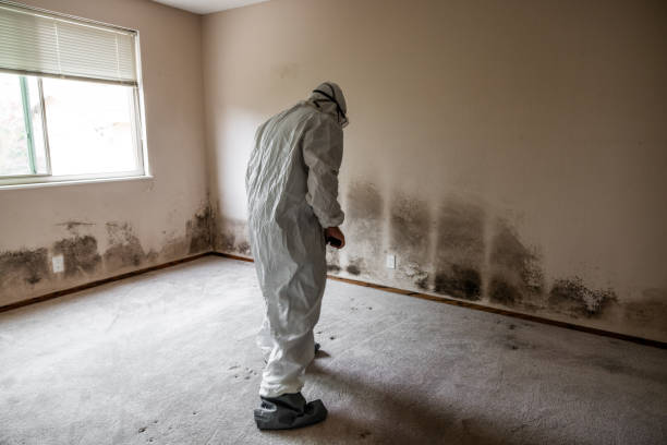 Best Commercial Mold Removal  in Woodbine, GA