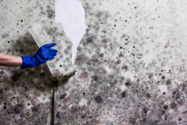 Best Toxic Mold Removal  in Woodbine, GA