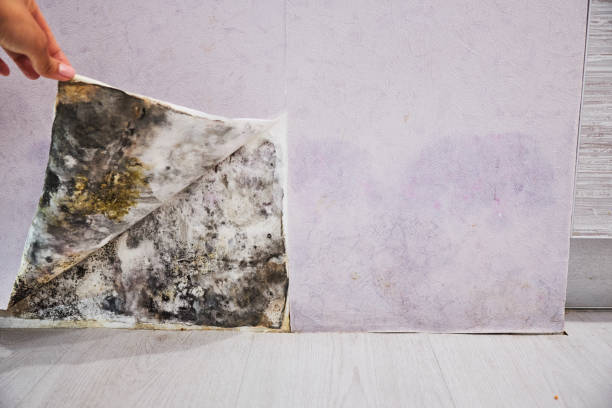 Best Affordable Mold Removal  in Woodbine, GA